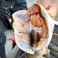 Westin Ricky The Roach Shadtail Lures